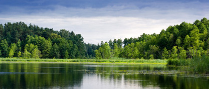 Trees on a lake