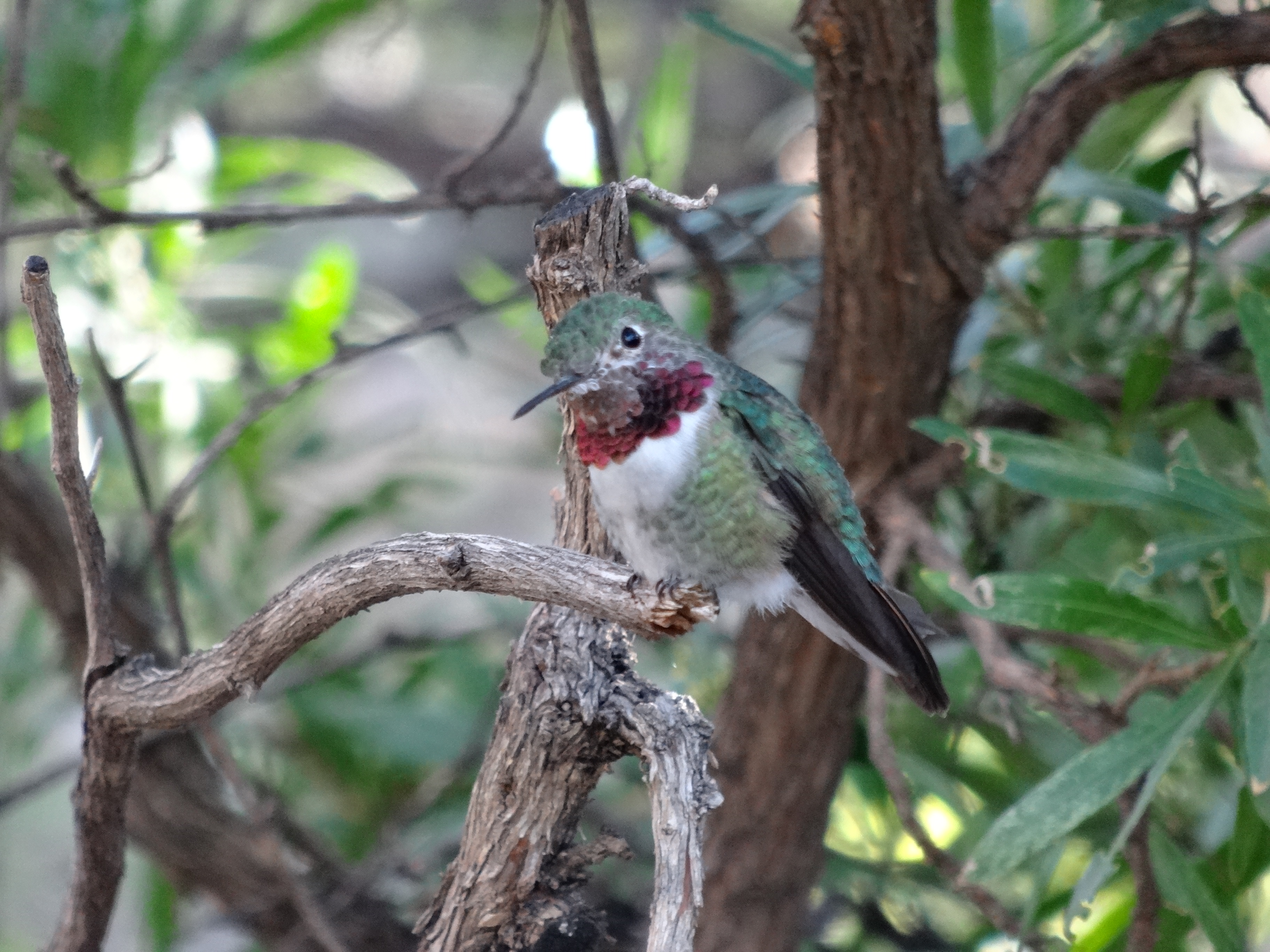 Hummingbird