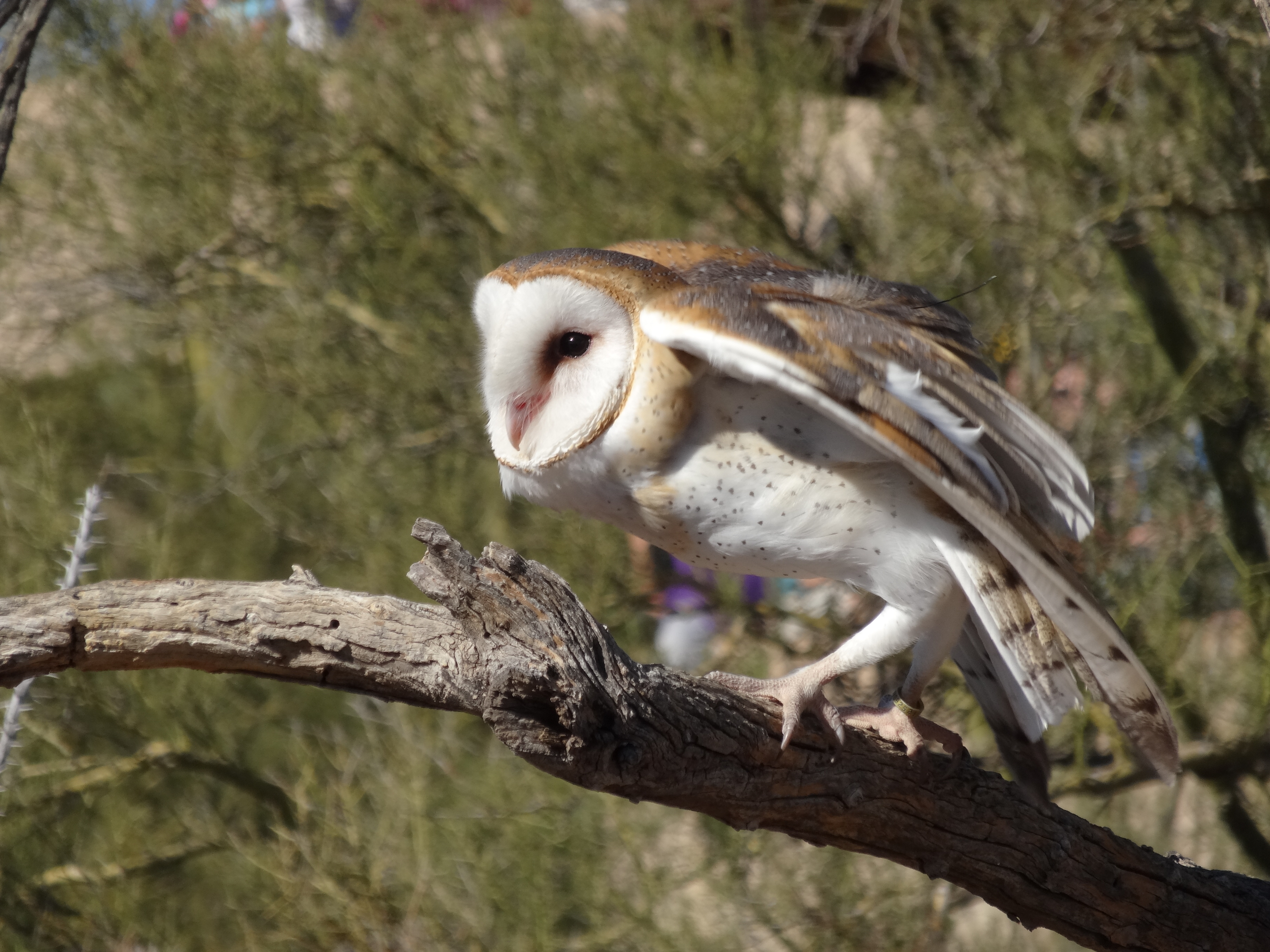 Barn Owl