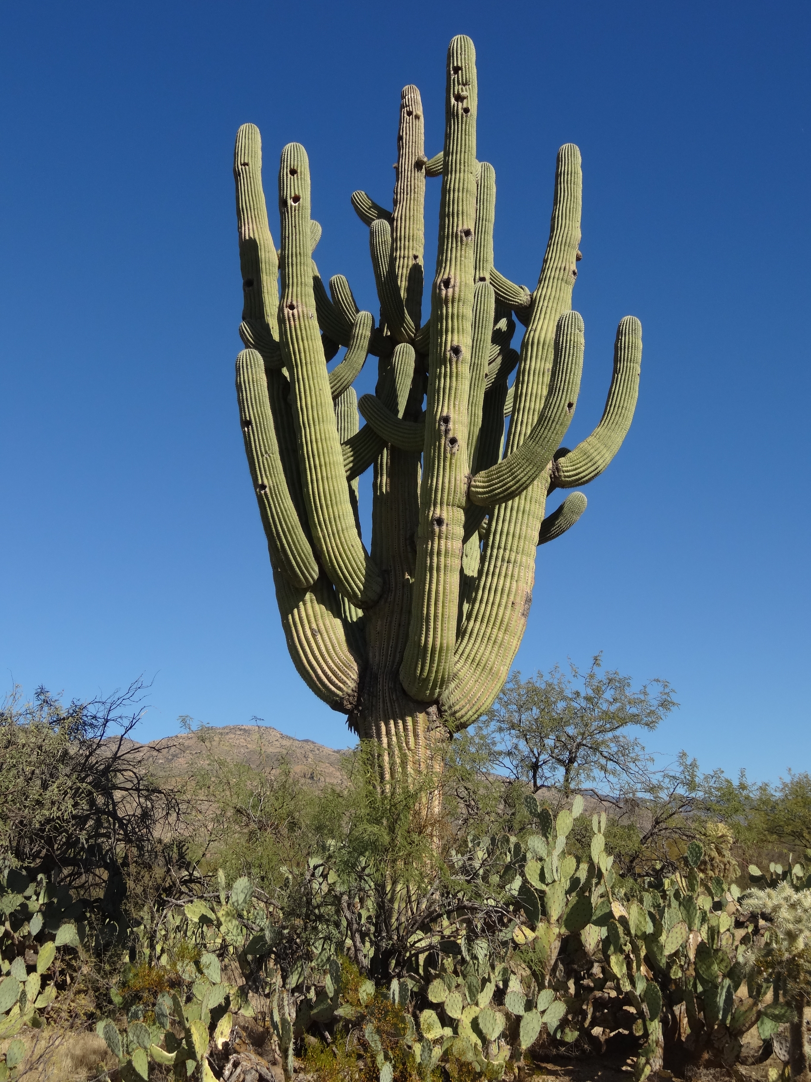 Saguaro