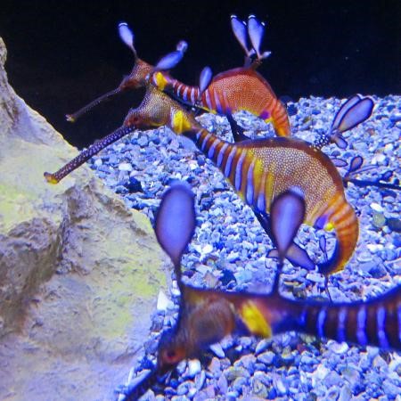 Seahorses